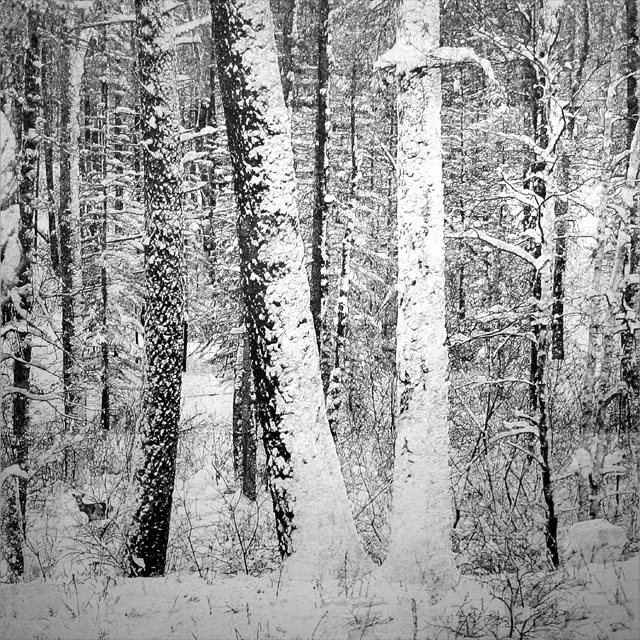 Large Snowy Forest