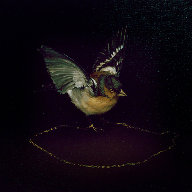 Male Chaffinch with Gold Chain (Facing Right)